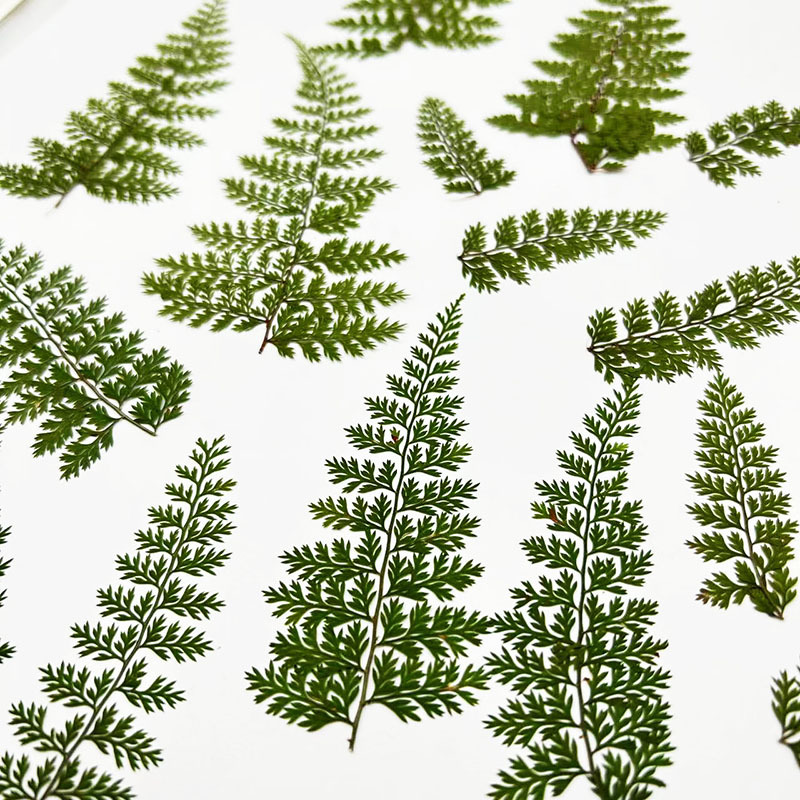 100個入り天然雨苔の葉標本、シダ植物DIY材料、フォトフレ - Resin Art Baby のレビューと価格