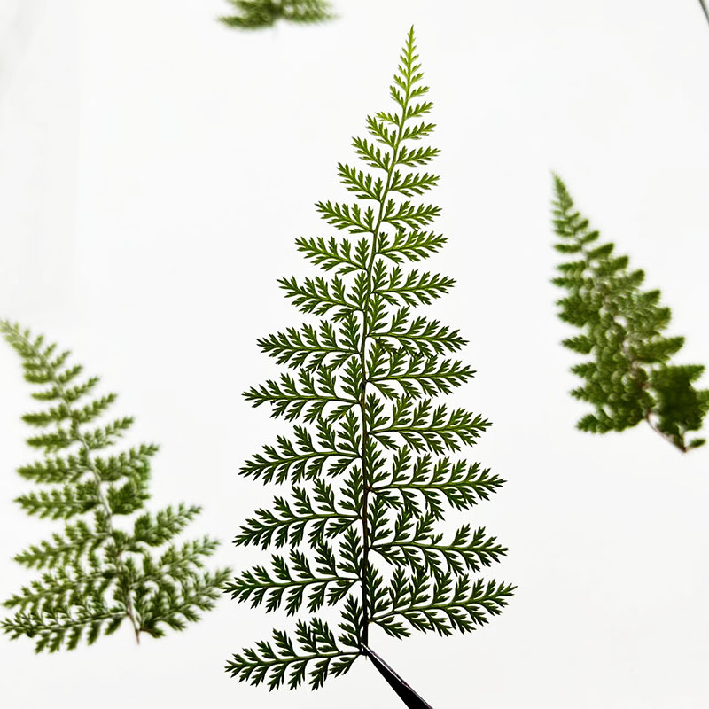 100個入り天然雨苔の葉標本、シダ植物DIY材料、フォトフレ - Resin Art Baby のレビューと価格