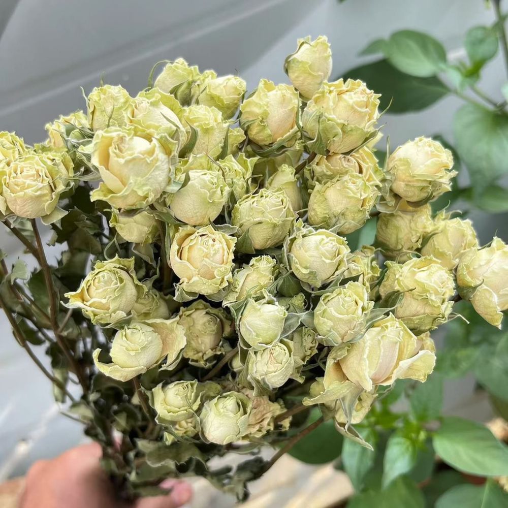 天然のドライローズの花束。エポキシ樹脂を使ったアート作品、ス - Resin Art Rose のレビューと価格
